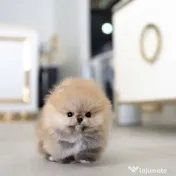 Pomeranian teeacups mini 0733 890 139 