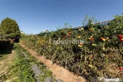 Casa visurilor cu livada roditoare si gradina amenajata 