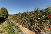 Casa visurilor cu livada roditoare si gradina amenajata 