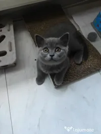 Pisicuțe British shorthair 