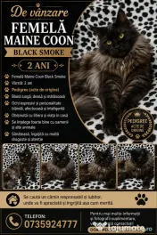 Femela Black Smoke Maincoon