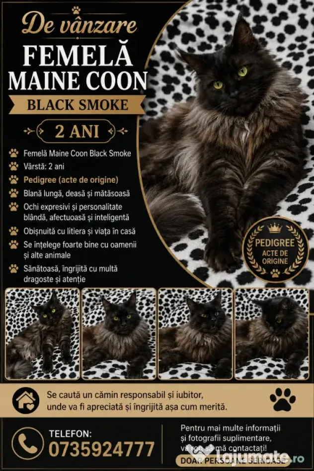 Femela Black Smoke Maincoon