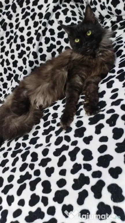 Femela Black Smoke Maincoon