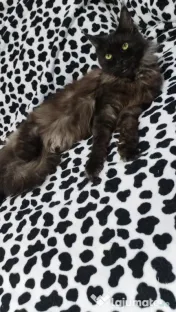 Femela Black Smoke Maincoon