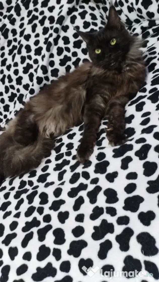 Femela Black Smoke Maincoon