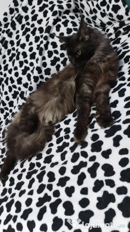 Femela Black Smoke Maincoon