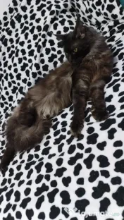 Femela Black Smoke Maincoon