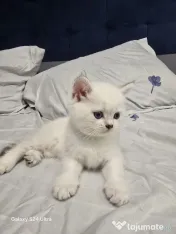 Pisici British Shorthair Tabby 