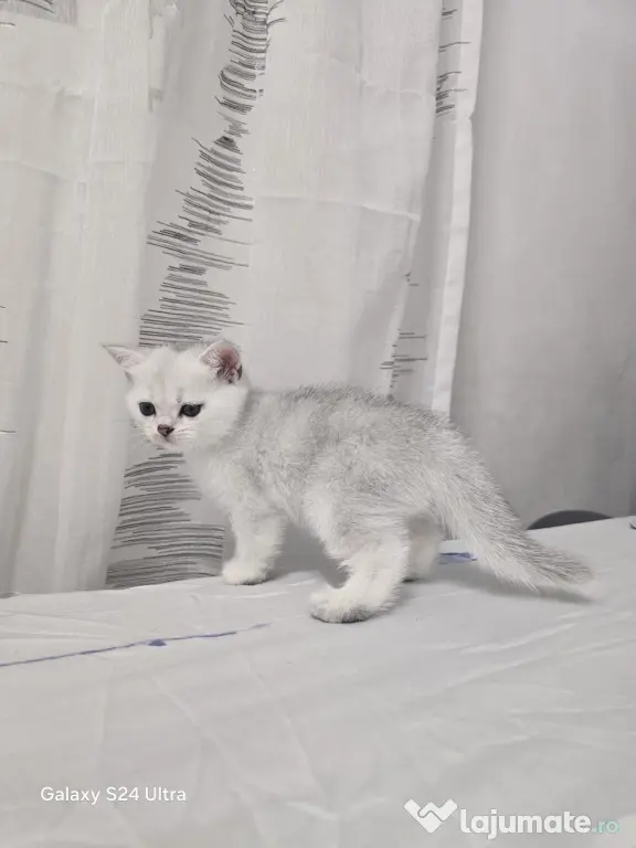 Pisici British Shorthair Tabby