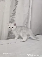 Pisici British Shorthair Tabby 
