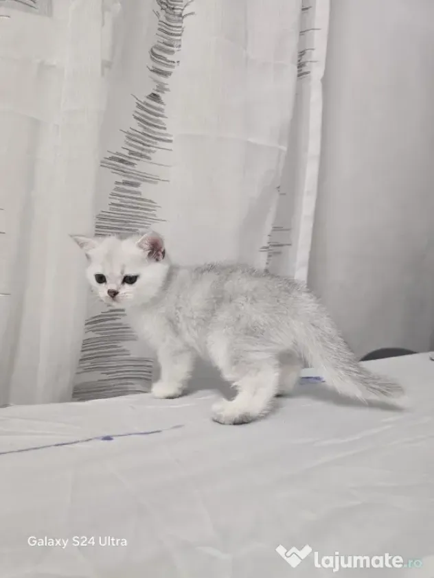 Pisici British Shorthair Tabby