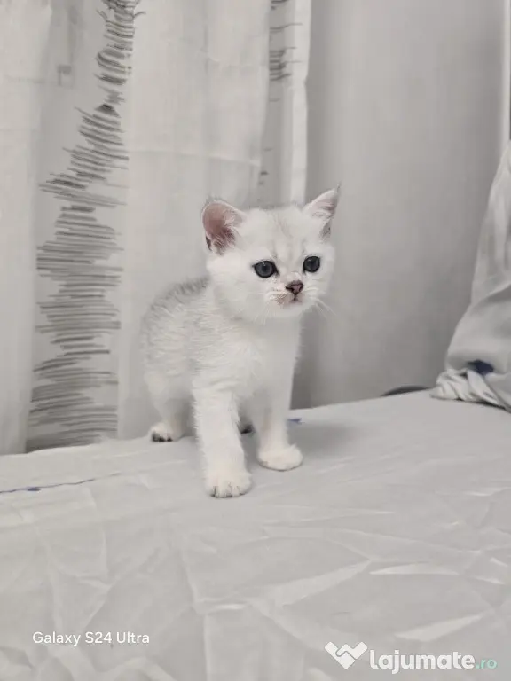 Pisici British Shorthair Tabby