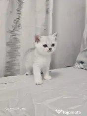 Pisici British Shorthair Tabby 