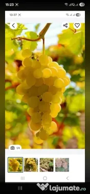 vand struguri de vin productie 2026 