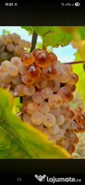 vand struguri de vin productie 2026 