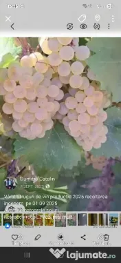 vand struguri de vin productie 2026 