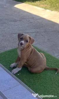 Amstaff cu pedigree 