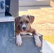 Amstaff cu pedigree