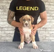 Amstaff cu pedigree