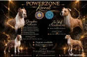 Amstaff cu pedigree