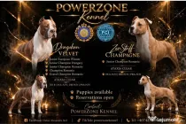 Amstaff cu pedigree