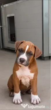 Amstaff cu pedigree 