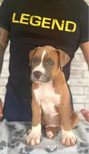 Amstaff cu pedigree 