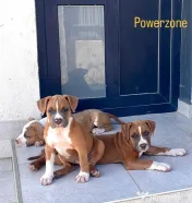 Amstaff cu pedigree 