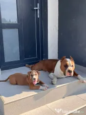 Amstaff cu pedigree 