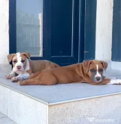 Amstaff cu pedigree 