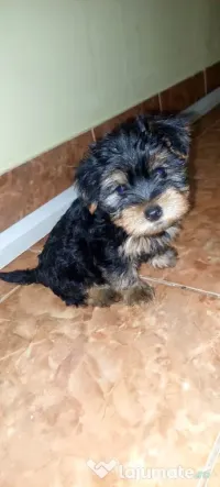 Yorkshire Terrier  3 luni jumate 