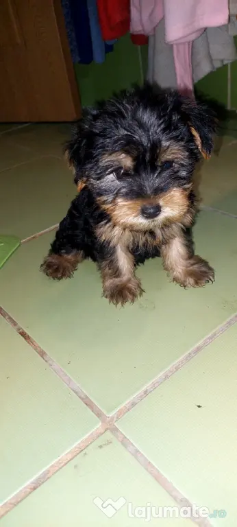 Yorkshire Terrier 3 luni jumate