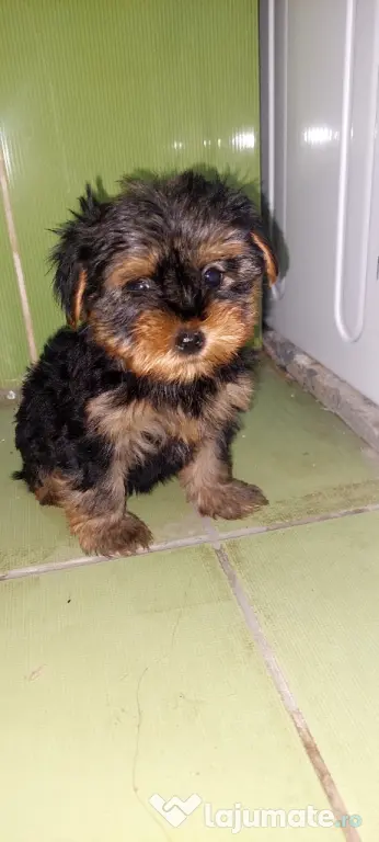 Yorkshire Terrier 3 luni jumate