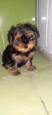 Yorkshire Terrier 3 luni jumate 
