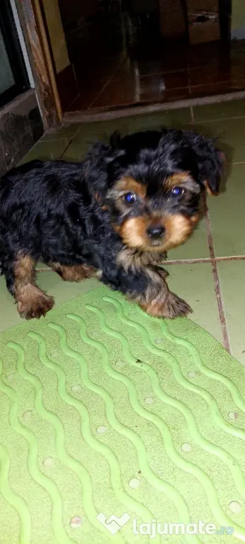 Yorkshire Terrier 3 luni jumate