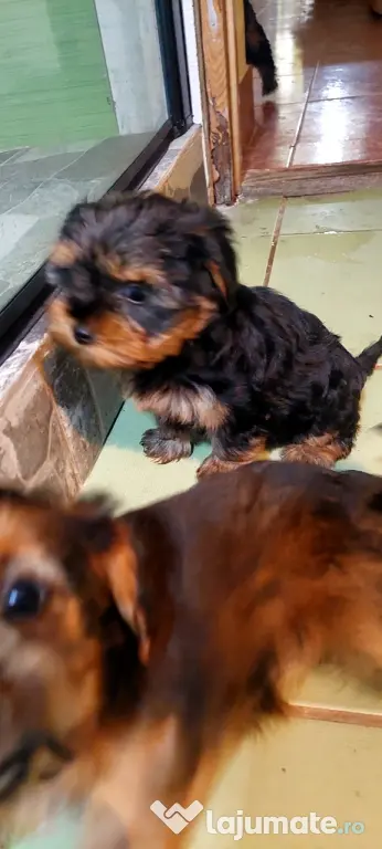 Yorkshire Terrier 3 luni jumate