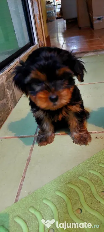 Yorkshire Terrier 3 luni jumate
