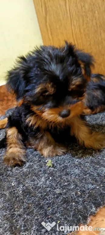 Yorkshire Terrier 3 luni jumate