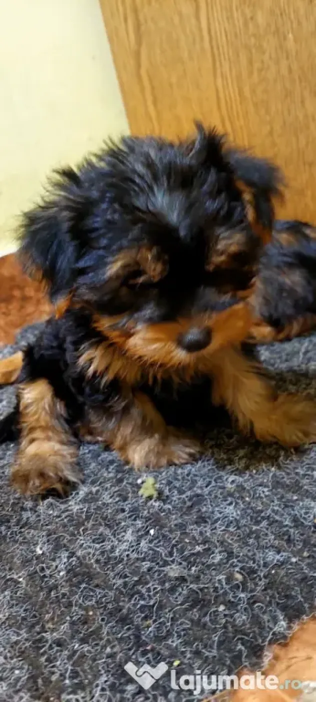 Yorkshire Terrier 3 luni jumate