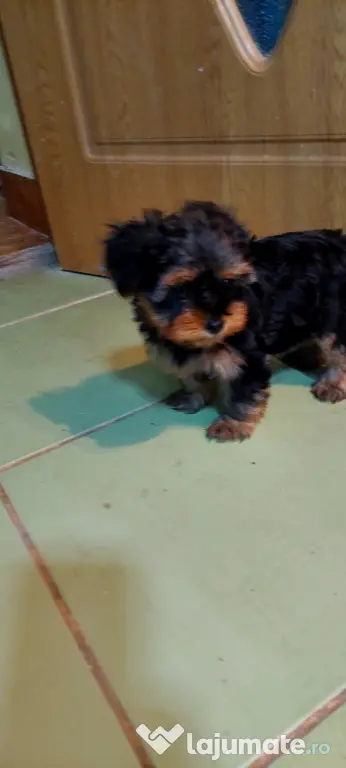 Yorkshire Terrier 3 luni jumate