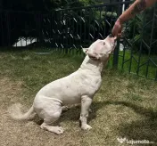 American bully disponibil 