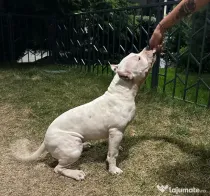 American bully disponibil