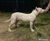 American bully disponibil 