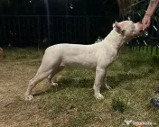 American bully disponibil 
