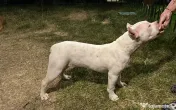 American bully disponibil 