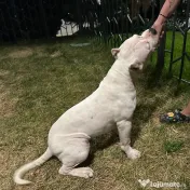American bully disponibil 