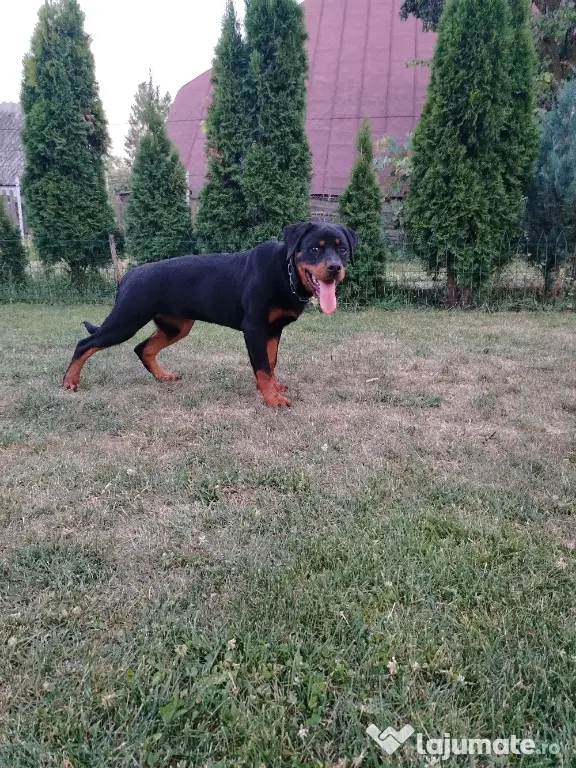 Vând pui Rottweiler femela