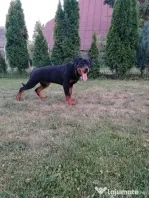 Vând pui Rottweiler femela