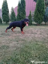 Vând pui Rottweiler femela