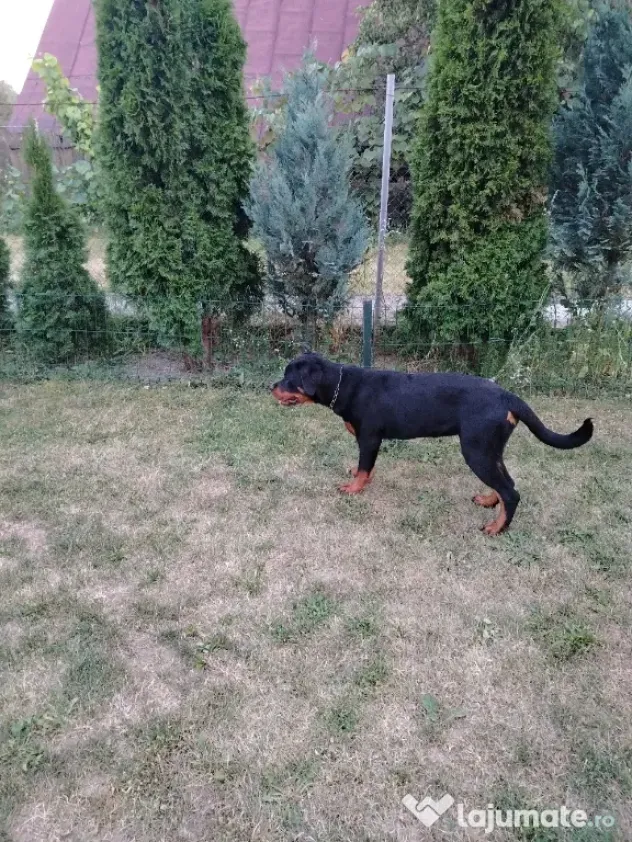 Vând pui Rottweiler femela